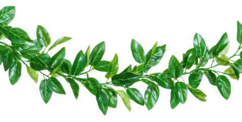 Vine with green leaves on transparent bg