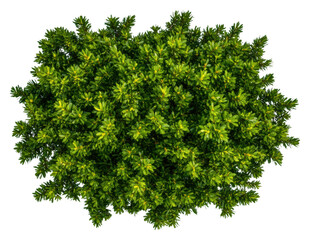 Fototapeta premium Green leaves on transparent background