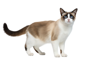 Snowshoe Cat with Blue Eyes Standing on White Background. Snowshoe Cat Portrait isolated on white