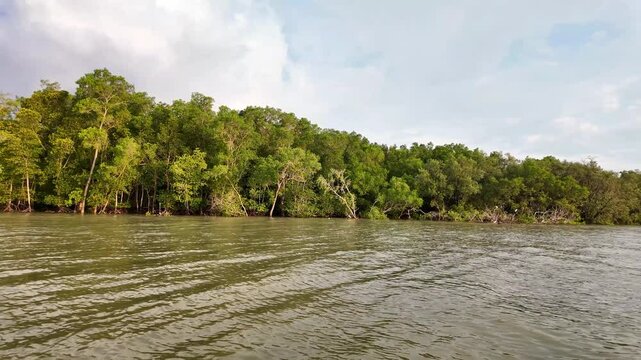 mangroves habitat and mangroves forest ecosytem on river cruise
