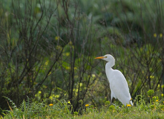 Airone guardabuoi, Cattle egret (Bubulcus ibis). Cabras. Oristano, Sardegna. Italia