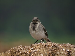 Sitting bird on a beautiful background