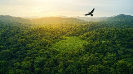 Fototapeta premium A bird soars over a lush, green forest landscape during sunset, highlighting the beauty of nature and wildlife.