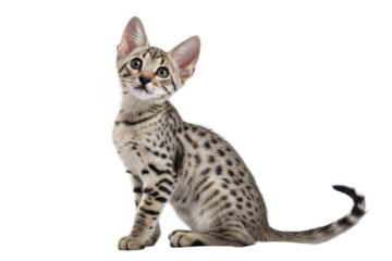 Egyptian Mau kitten isolated on white. Egyptian Mau kitten sitting in front of white background