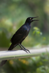 Blackbird Calling Out