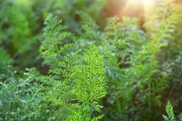 carrot tops in the field. Carrot bushes are planted in a row. Growing vegetables in rural areas.