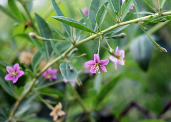 Flowering Lycium barbarum