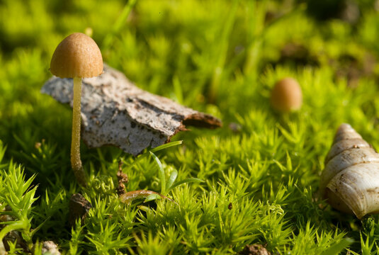 Conocybe filaris is a common lawn mushroom that contains the same deadly toxins as the death cap. 