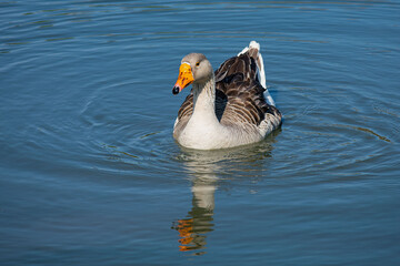 goose swimming in the lagoon on a summer afternoon © Gilda