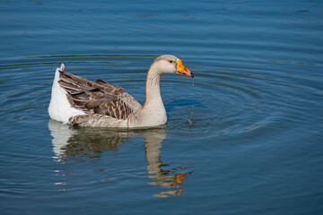 goose swimming in the lagoon on a summer afternoon