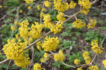 In nature, cornel is real (Cornus mas) blooms