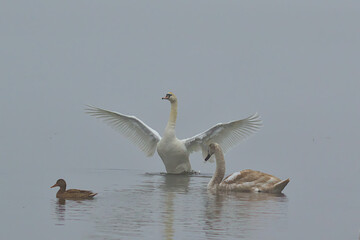 A majestic swan spreads its wings wide, creating a stunning display of white against the muted backdrop of a misty morning. A cygnet and a duck swim nearby, creating a serene trio on the calm water.