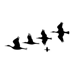 Flock of Birds in Flight – Silhouette of Birds Soaring