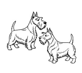 Create a minimalist, black-and-white line art illustration of a Scottish Terrier dog.The dog should have its signature bushy beard and eyebrows, perky ears, and a slightly curved tail. 