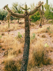 Overcast Foggy Saguaro National Park East Tucson Arizona Desert Cactus