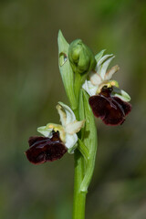 Obraz premium Early Flowering Spider Orchid (Ophrys praecox) close-up of flowerspike, Orchidea, Ophrys praecox. Sassari, Gioscari. Sardegna. Italia
