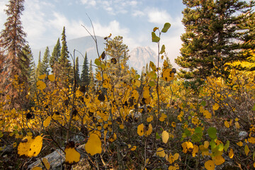 Obraz premium Vibrant Autumn Forest Landscape with Golden Foliage and Mountain Views