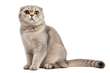 Adult grey Scottish fold cat isolated on a white background. Scottish fold cute cat sitting in front of white background