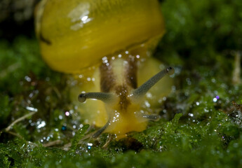 Green Garden Snail (Cantareus apertus) Mollusca (Helix aperta syn: Cantareus apertus) Sardinia Italy.