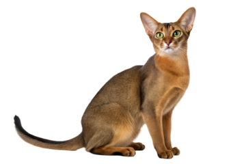 Sitting Abyssinian cat isolated on a white background. Studio photo