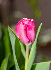 Pink tulip closeup dreamy delicate flower 