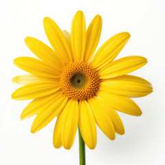 Obraz premium yellow daisy flower