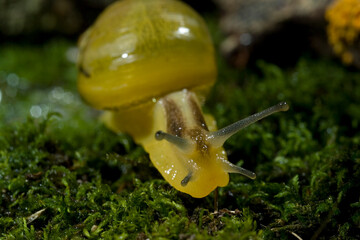 Green Garden Snail (Cantareus apertus) Mollusca (Helix aperta syn: Cantareus apertus) Sardinia Italy.