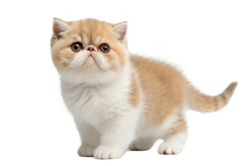 Exotic Shorthair kitten, isolated on white background. Cute Exotic kitten standing in front of white background