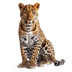 Fototapeten Leopard sitting isolated on white background. © Infinity Lens
