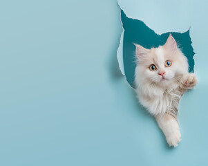 A cute cat peeking through a hole on Sky blue paper wall with copy space, banner design. Generative AI