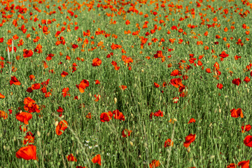 Fototapeta premium Beautiful flowering field with red poppies as background.