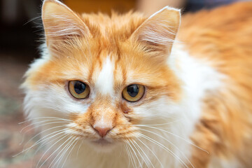 A fluffy orange and white cat curiously looking up at the camera