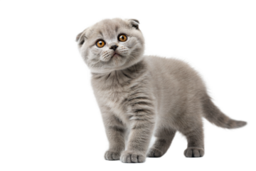 Grey Scottish fold kitten isolated on white background. Scottish fold cute kitten standing in front of white background