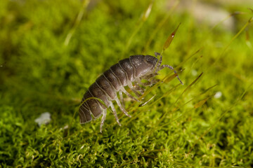 Woodpig, Armadillo vulgare, Oniscus, (Armadillidium vulgare). Porto Conte, SS, Sardinia, Italy