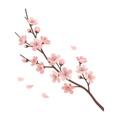 Light Pink Cherry Blossom with Fine Branches and Elegant Petals