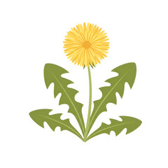 Light Yellow Dandelion with Minimalistic Details and Soft Petals