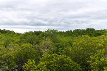 A tropical Thai Mangrove Rainorest set against breathtakingly scenic Hills in the Background