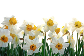 Early spring field filled with white and yellow daffodils