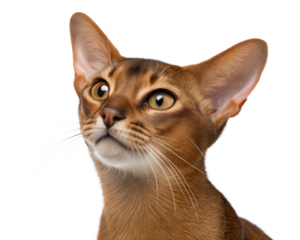 Adult Abyssinian cat portrait isolated on a white background. Studio photo
