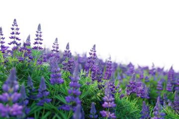 Breathtaking Field of Purple Lupines