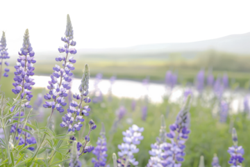 Beautiful Purple Lupine Field with River in the Background