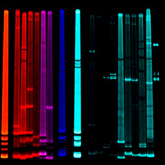 Fluorescent DNA fragments after PCR and electrophoresis gel. Genetics. Molecular Biology and Biotechnology.