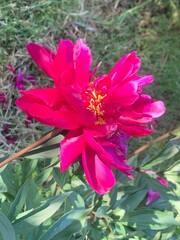 pink flower in the garden