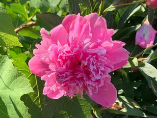 Beautiful pink peony flower in the garden on a sunny day