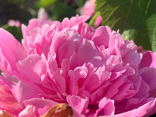 Pink peony flower close-up in a garden on a sunny day, pink petals
