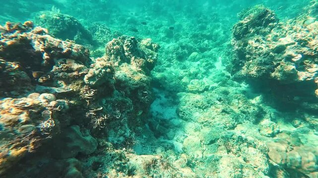 Snorkelling Scuba Diving Action Camera Tropical Crystal Clear Waters Coral Reef Fish Anemones Star Fish Crown of Thorns Sea Grass Philippines Asia Tubod Marine Reserve Siquijor 