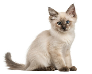 Balinese kitten isolated on white background. Balinese kittens sitting in front of white background. Studio photo