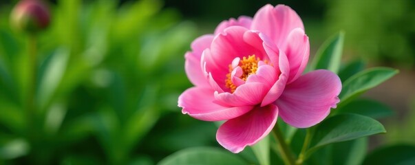 Obraz premium Close-up of a single large pink peony flower with lush green leaves in a garden setting, leaves, close up