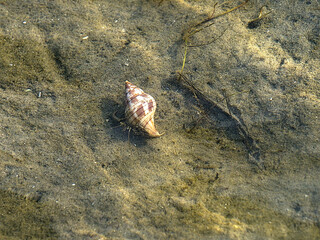A Hermit Crab scavenging for food while carrying their prized residence with them.