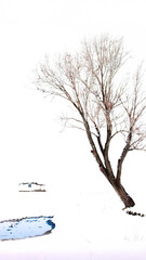 Lonely winter tree and a small house in a serene snowy Erzurum landscape.